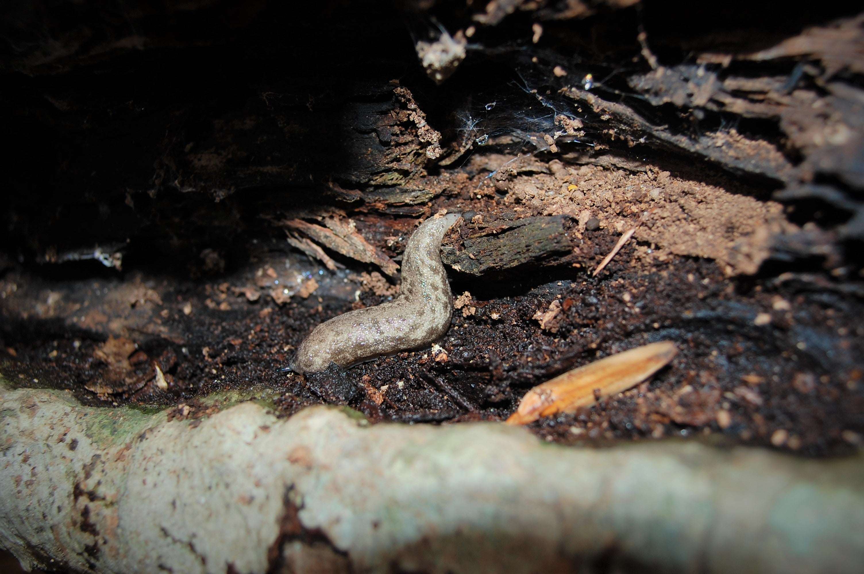 A slug with mottled grey and brown coloring crawls inside a rotted section of a tree.